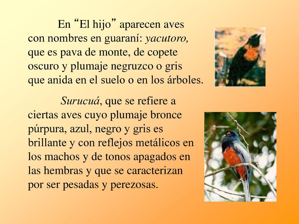 En El hijo aparecen aves con nombres en guaraní: yacutoro, que es pava de monte, de copete oscuro y plumaje negruzco o gris que anida en el suelo o en los árboles.