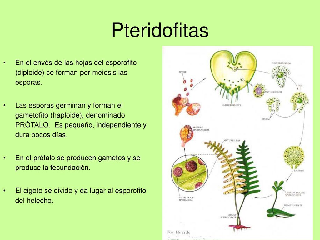 Pteridofitas En el envés de las hojas del esporofito (diploide) se forman por meiosis las esporas.