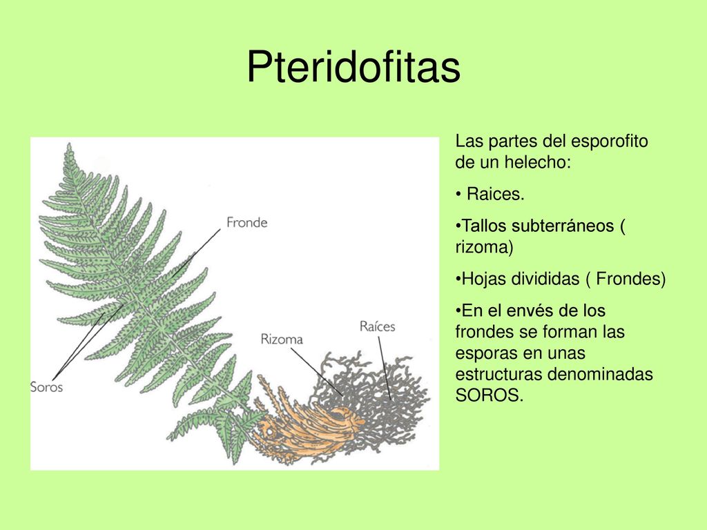 Pteridofitas Las partes del esporofito de un helecho: Raices.