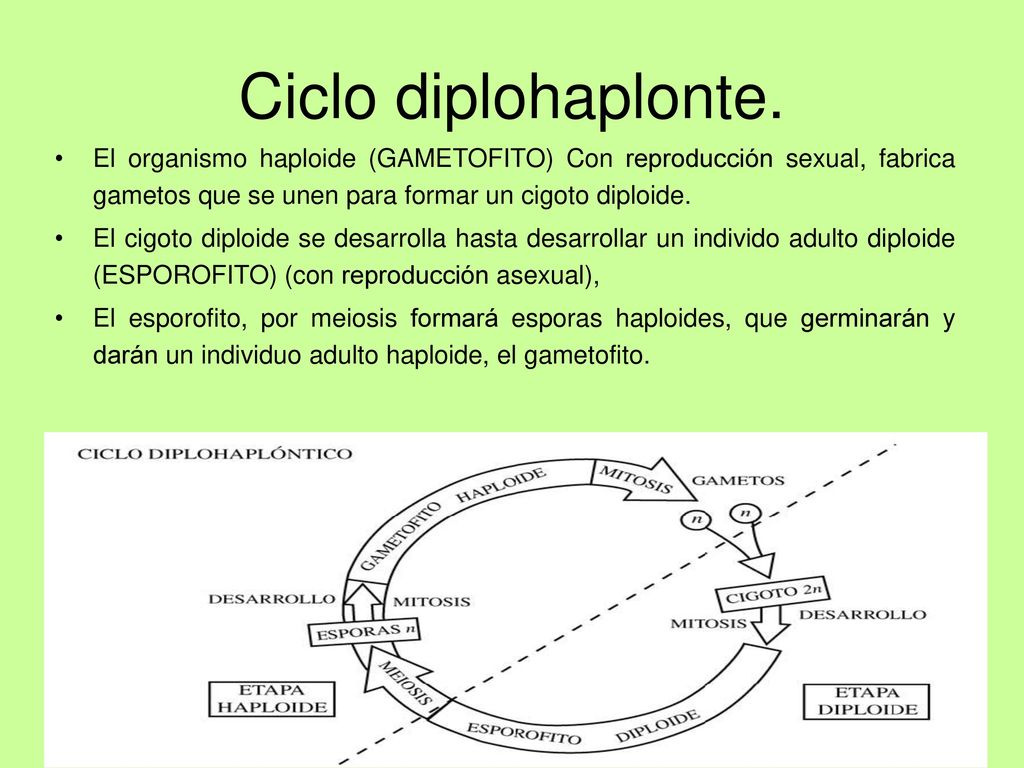 Ciclo diplohaplonte. El organismo haploide (GAMETOFITO) Con reproducción sexual, fabrica gametos que se unen para formar un cigoto diploide.