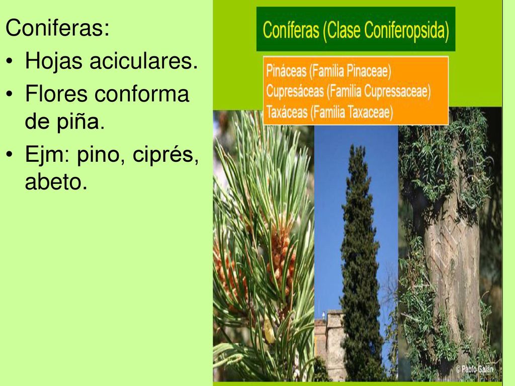 Coniferas: Hojas aciculares. Flores conforma de piña. Ejm: pino, ciprés, abeto.