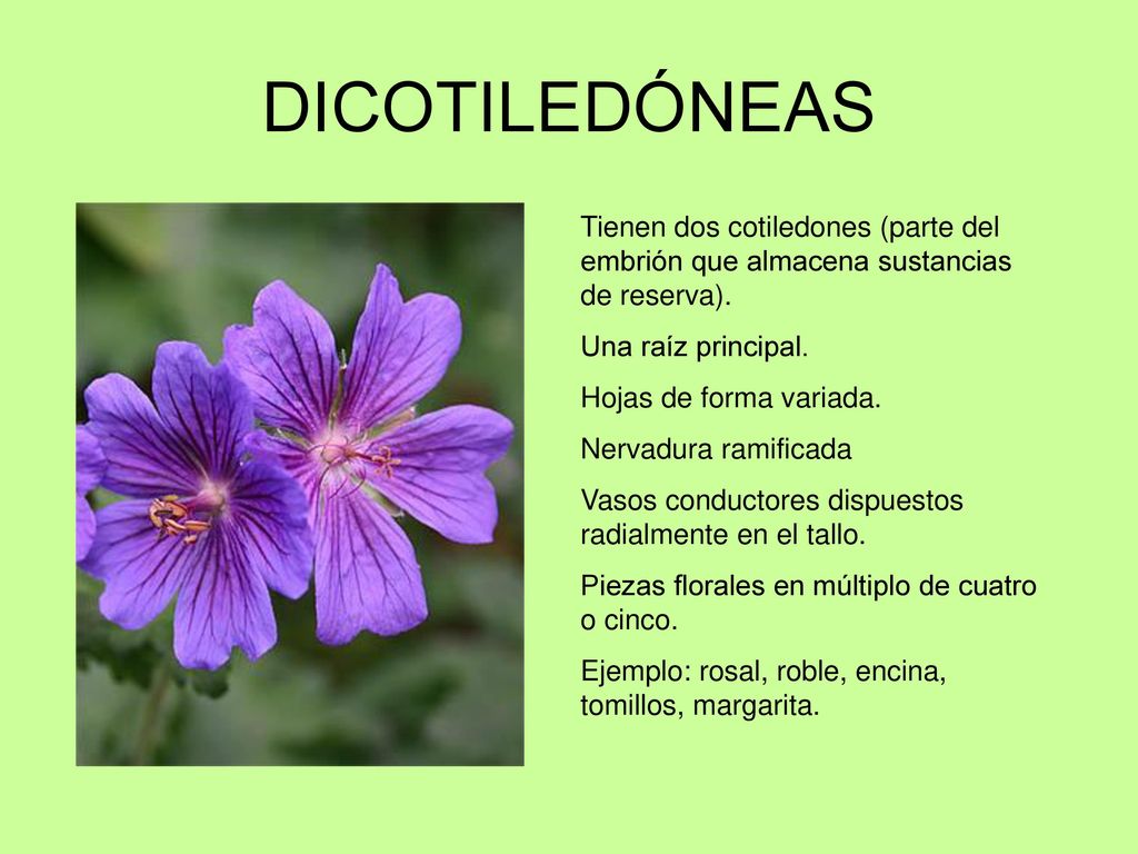 DICOTILEDÓNEAS Tienen dos cotiledones (parte del embrión que almacena sustancias de reserva). Una raíz principal.