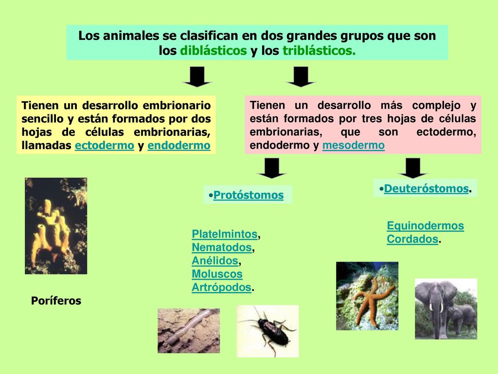 Los animales se clasifican en dos grandes grupos que son los diblásticos y los triblásticos.
