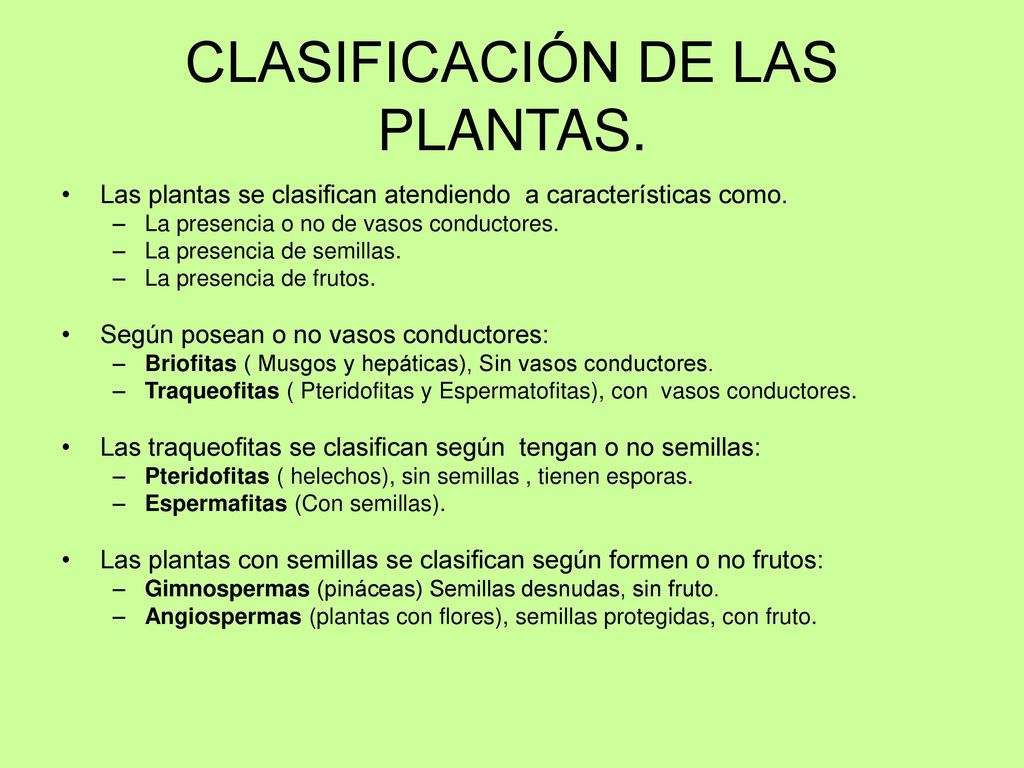 En el nombre Genuino comprender REINO PLANTAS (METAFITAS) - ppt descargar