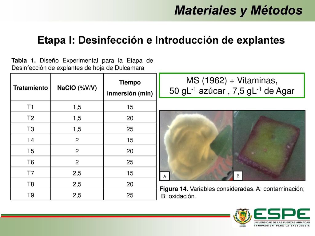 Materiales y Métodos Etapa I: Desinfección e Introducción de explantes