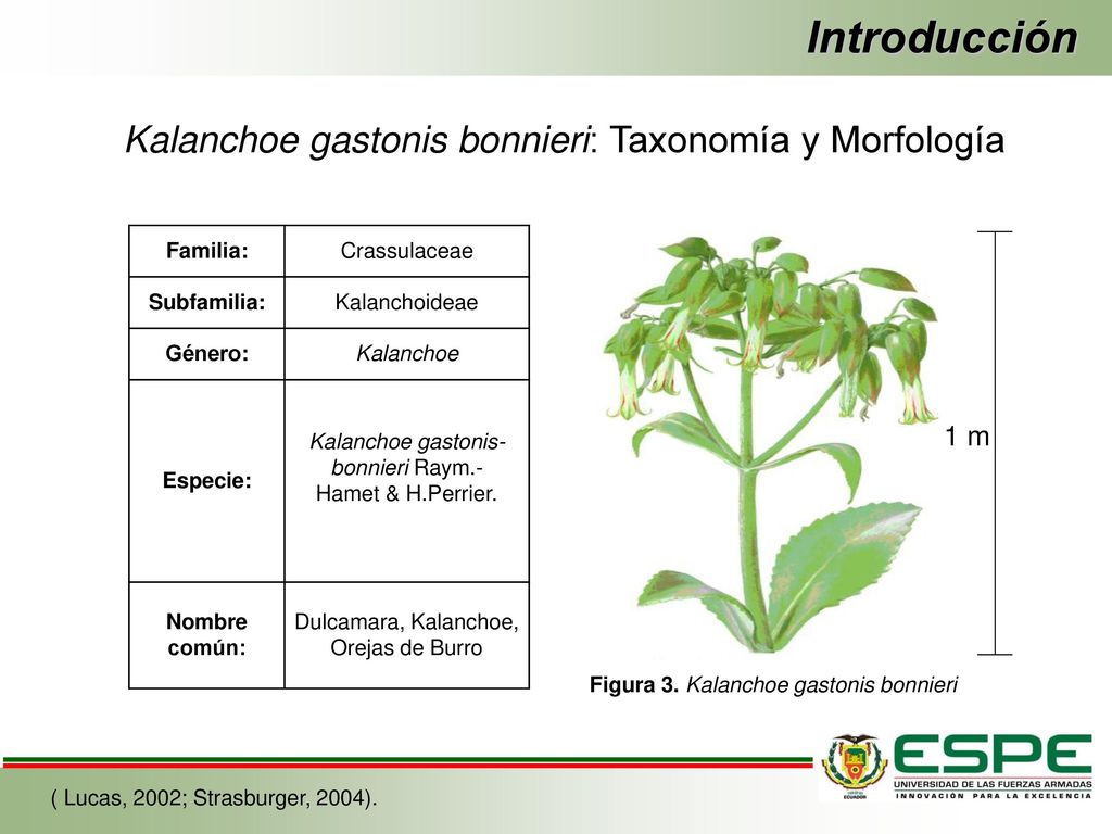 Introducción Kalanchoe gastonis bonnieri: Taxonomía y Morfología 1 m