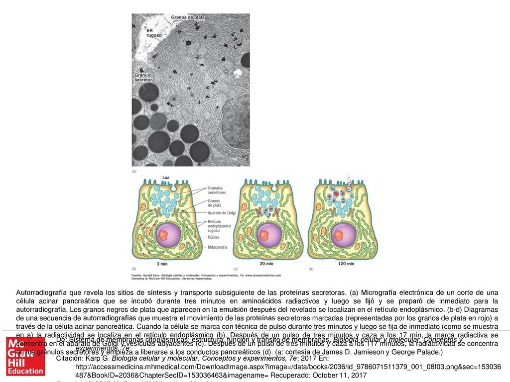 Autorradiografía que revela los sitios de síntesis y transporte subsiguiente de las proteínas secretoras. (a) Micrografía electrónica de un corte de una célula acinar pancreática que se incubó durante tres minutos en aminoácidos radiactivos y luego se fijó y se preparó de inmediato para la autorradiografía. Los granos negros de plata que aparecen en la emulsión después del revelado se localizan en el retículo endoplásmico. (b-d) Diagramas de una secuencia de autorradiografías que muestra el movimiento de las proteínas secretoras marcadas (representadas por los granos de plata en rojo) a través de la célula acinar pancreática. Cuando la célula se marca con técnica de pulso durante tres minutos y luego se fija de inmediato (como se muestra en a) la radiactividad se localiza en el retículo endoplásmico (b). Después de un pulso de tres minutos y caza a los 17 min, la marca radiactiva se concentra en el aparato de Golgi y vesículas adyacentes (c). Después de un pulso de tres minutos y caza a los 117 minutos, la radiactividad se concentra en los gránulos secretores y empieza a liberarse a los conductos pancreáticos (d). (a: cortesía de James D. Jamieson y George Palade.)