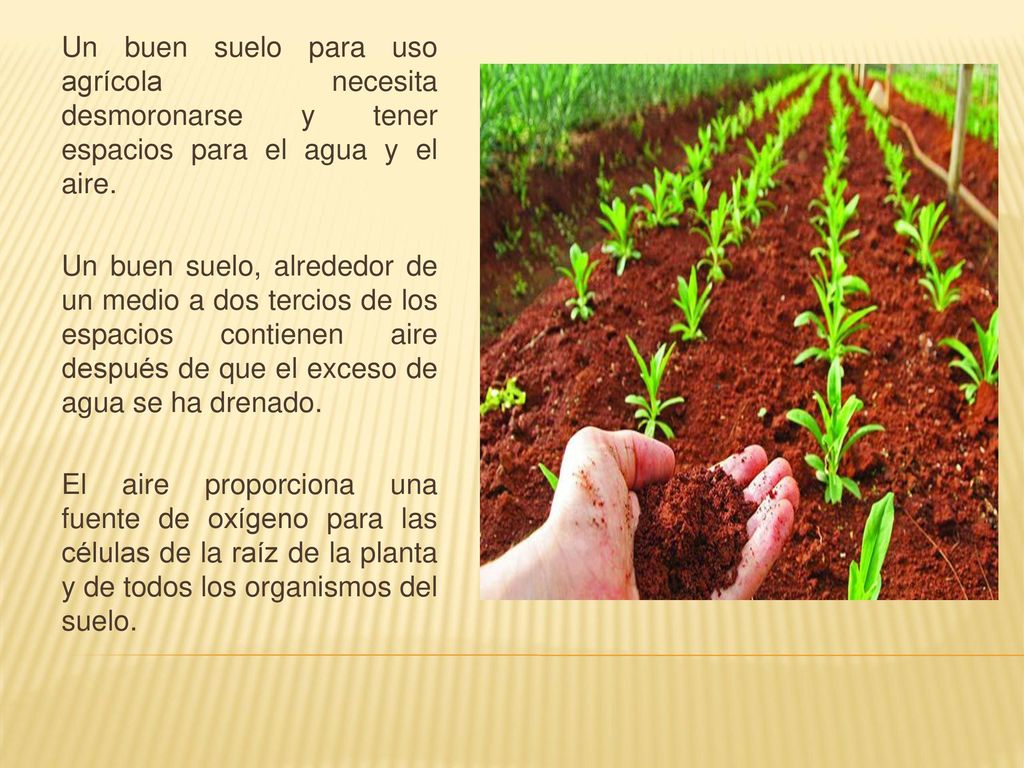 Un buen suelo para uso agrícola necesita desmoronarse y tener espacios para el agua y el aire.