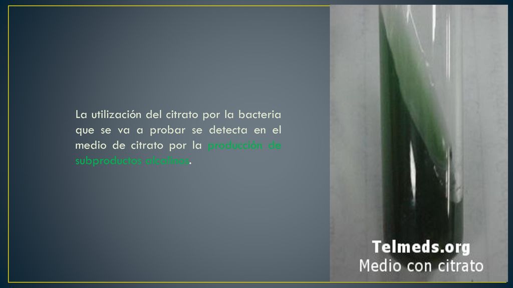 La utilización del citrato por la bacteria que se va a probar se detecta en el medio de citrato por la producción de subproductos alcalinos.