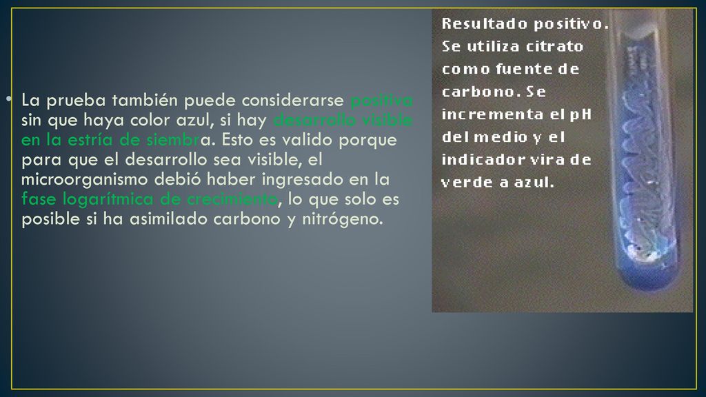La prueba también puede considerarse positiva sin que haya color azul, si hay desarrollo visible en la estría de siembra.