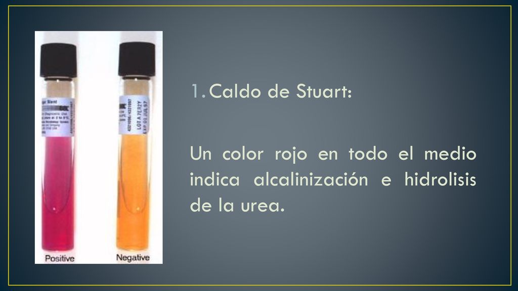 Caldo de Stuart: Un color rojo en todo el medio indica alcalinización e hidrolisis de la urea.