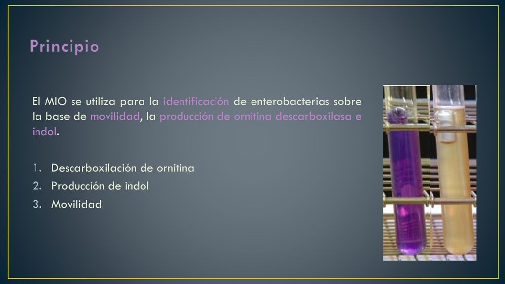 Principio El MIO se utiliza para la identificación de enterobacterias sobre la base de movilidad, la producción de ornitina descarboxilasa e indol.