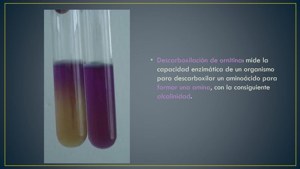 Descarboxilación de ornitina: mide la capacidad enzimática de un organismo para descarboxilar un aminoácido para formar una amina, con la consiguiente alcalinidad.