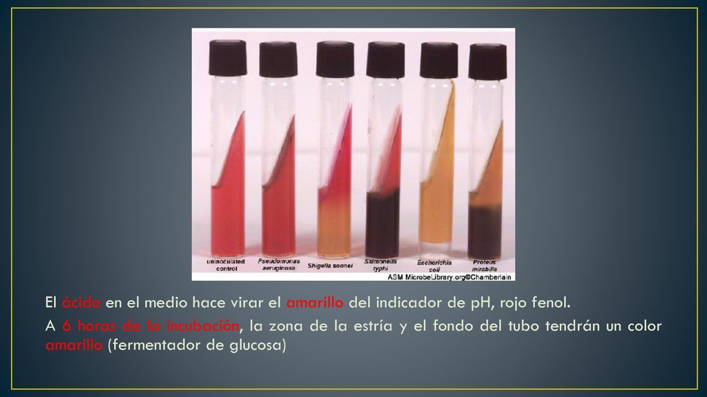 El ácido en el medio hace virar el amarillo del indicador de pH, rojo fenol.