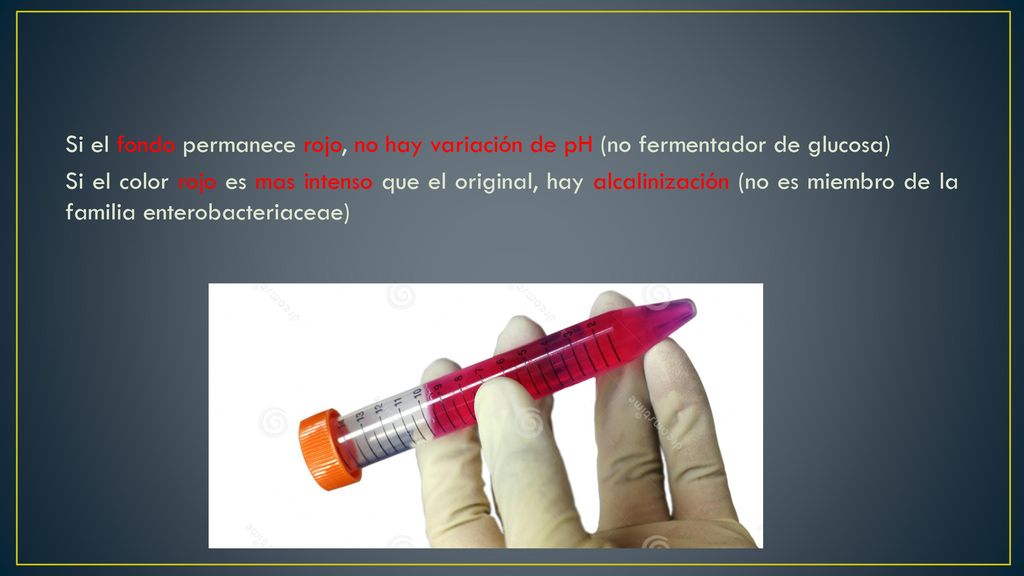 Si el fondo permanece rojo, no hay variación de pH (no fermentador de glucosa)