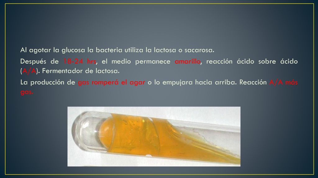 Al agotar la glucosa la bacteria utiliza la lactosa o sacarosa.