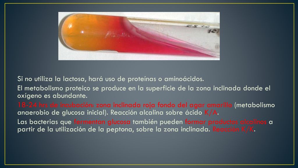 Si no utiliza la lactosa, hará uso de proteínas o aminoácidos.