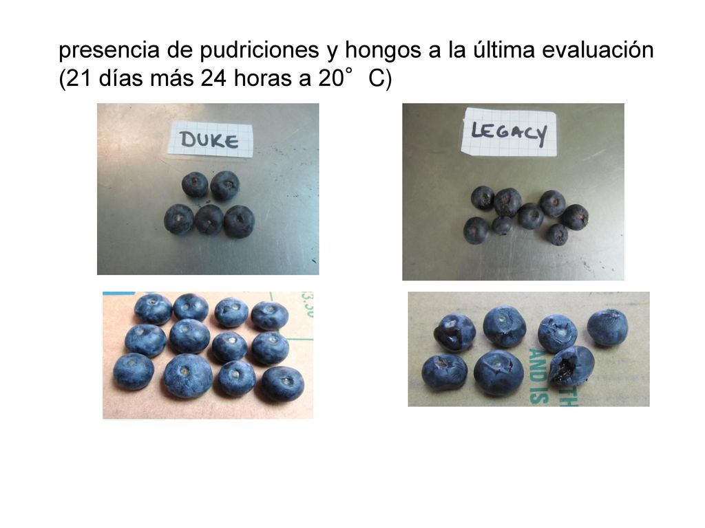 presencia de pudriciones y hongos a la última evaluación (21 días más 24 horas a 20°C)