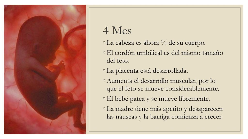 4 Mes La cabeza es ahora ¼ de su cuerpo.