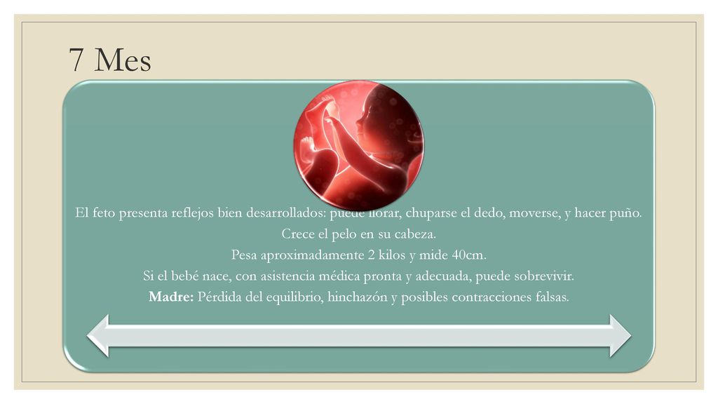 7 Mes El feto presenta reflejos bien desarrollados: puede llorar, chuparse el dedo, moverse, y hacer puño.