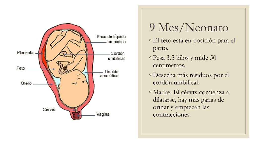 9 Mes/Neonato El feto está en posición para el parto.