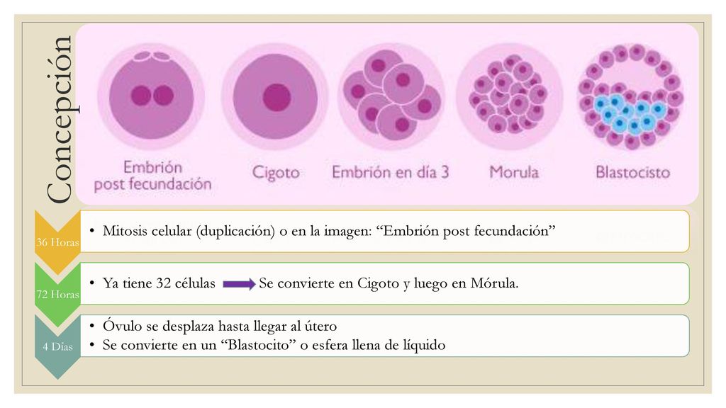 Concepción 36 Horas. Mitosis celular (duplicación) o en la imagen: Embrión post fecundación 72 Horas.