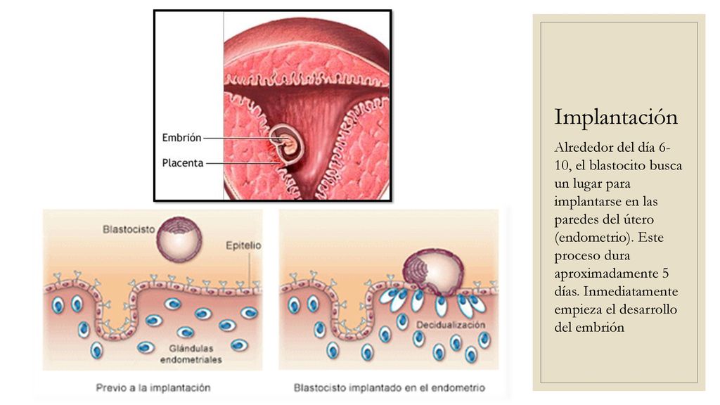 implantacion del blastocisto en el útero