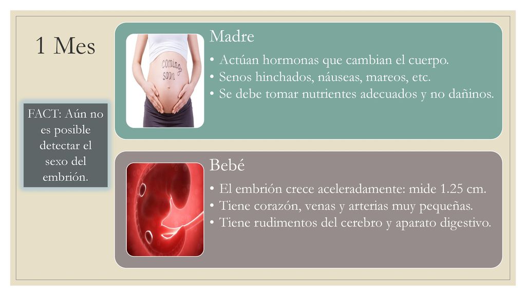 FACT: Aún no es posible detectar el sexo del embrión.