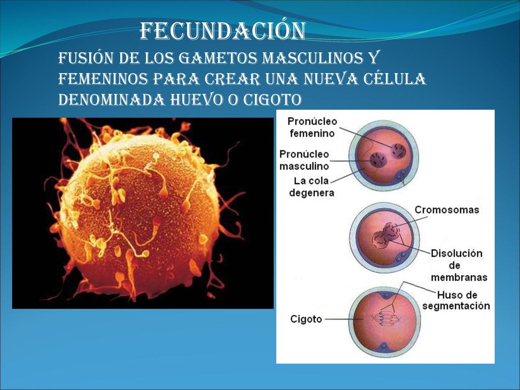 FECUNDACIÓN Fusión de los gametos masculinos y femeninos para crear una nueva célula denominada HUEVO o CIGOTO.