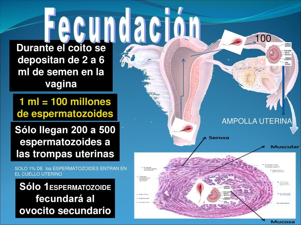 Fecundación 100. Durante el coito se depositan de 2 a 6 ml de semen en la vagina. 1 ml = 100 millones de espermatozoides.
