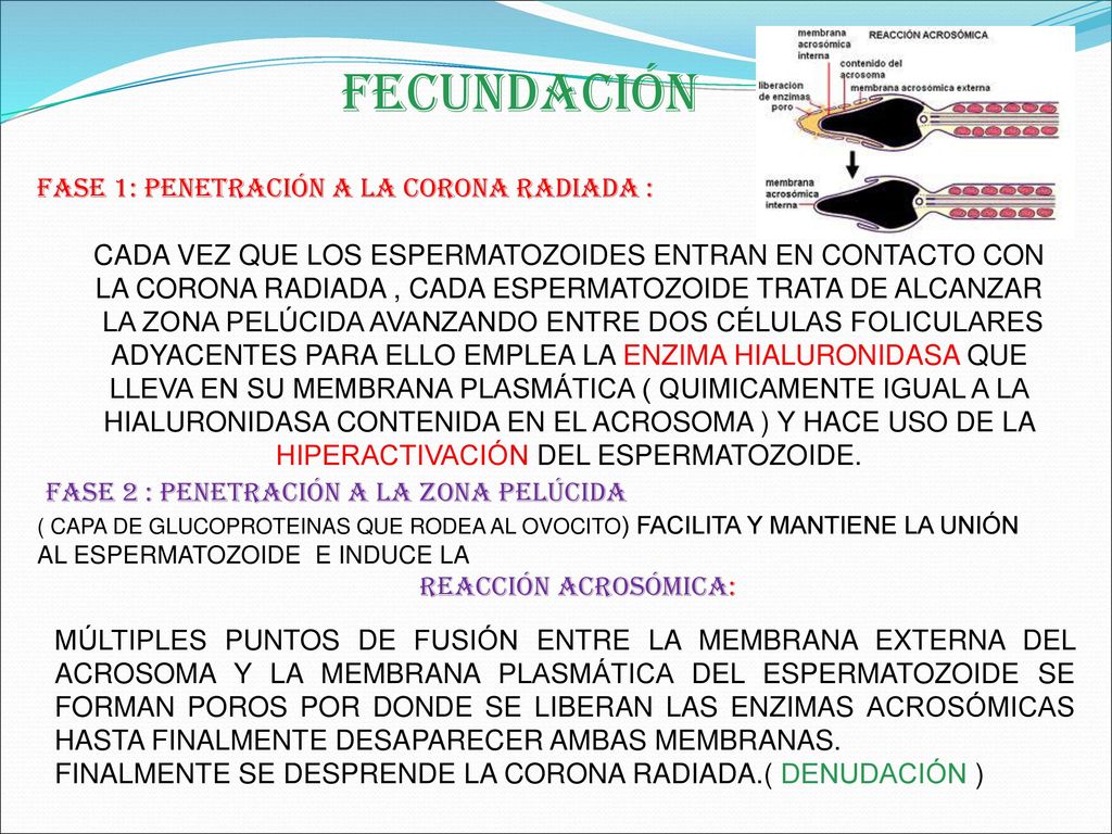 Fecundación FASE 1: PENETRACIÓN A LA CORONA RADIADA :