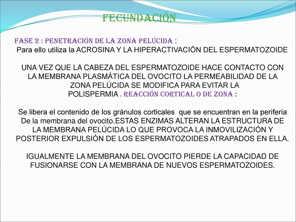 FECUNDACIÓN FASE 2 : PENETRACIÓN DE LA ZONA PELÚCIDA :