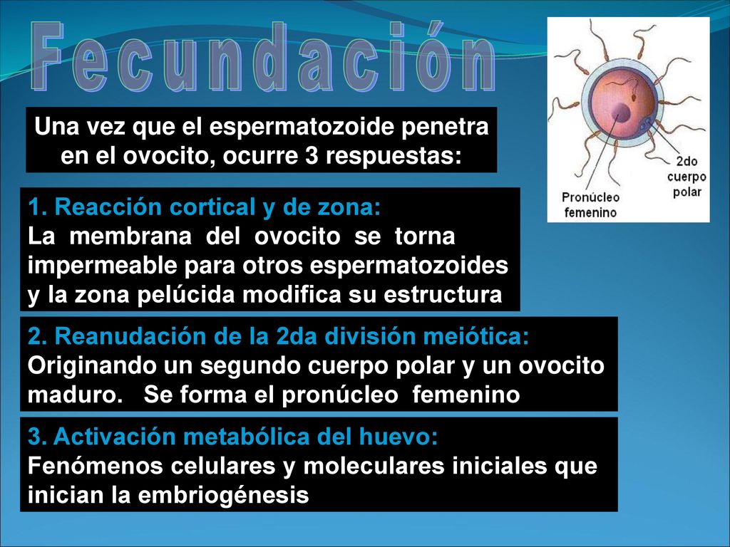Fecundación Una vez que el espermatozoide penetra en el ovocito, ocurre 3 respuestas: