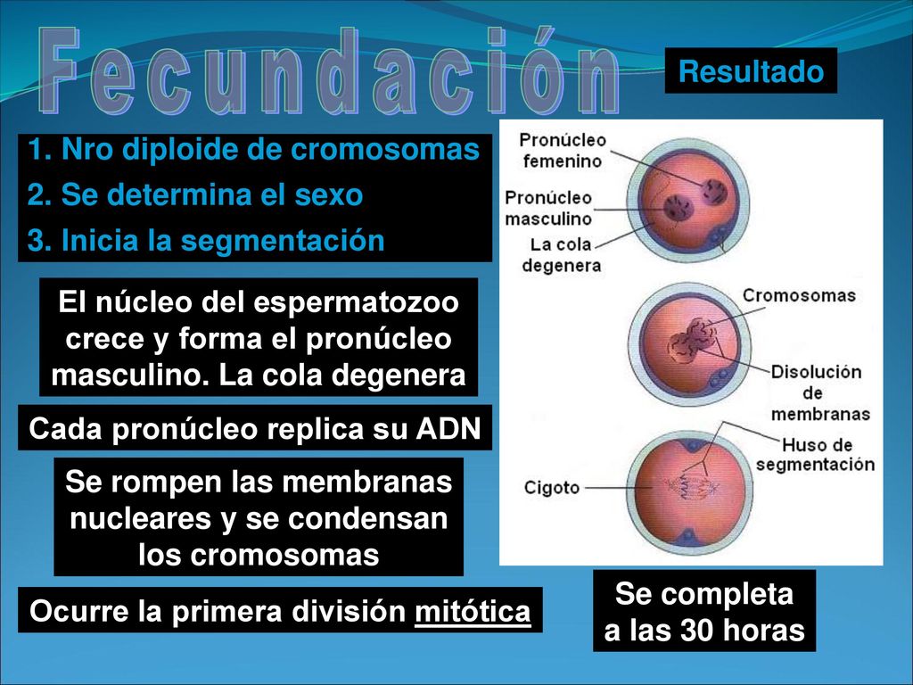 Fecundación Resultado Nro diploide de cromosomas Se determina el sexo