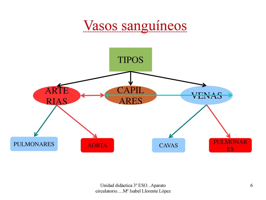 Vasos sanguíneos TIPOS ARTERIAS CAPILARES VENAS PULMONARES AORTA CAVAS