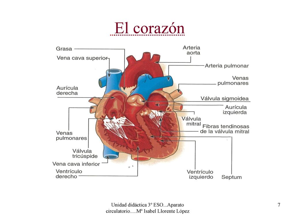 El corazón Unidad didáctica 3º ESO...Aparato circulatorio.....Mª Isabel Llorente López