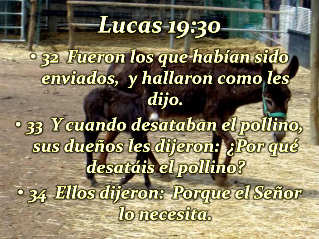 Lucas 19:30 32 Fueron los que habían sido enviados, y hallaron como les dijo.