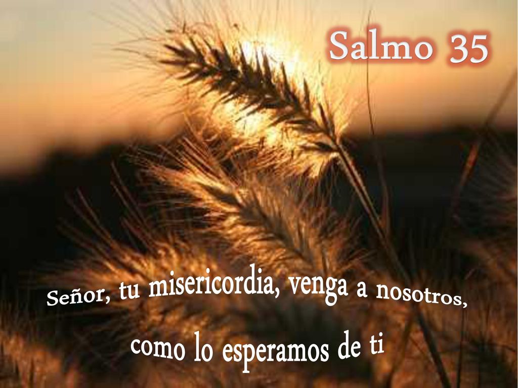 Señor, tu misericordia, venga a nosotros, como lo esperamos de ti