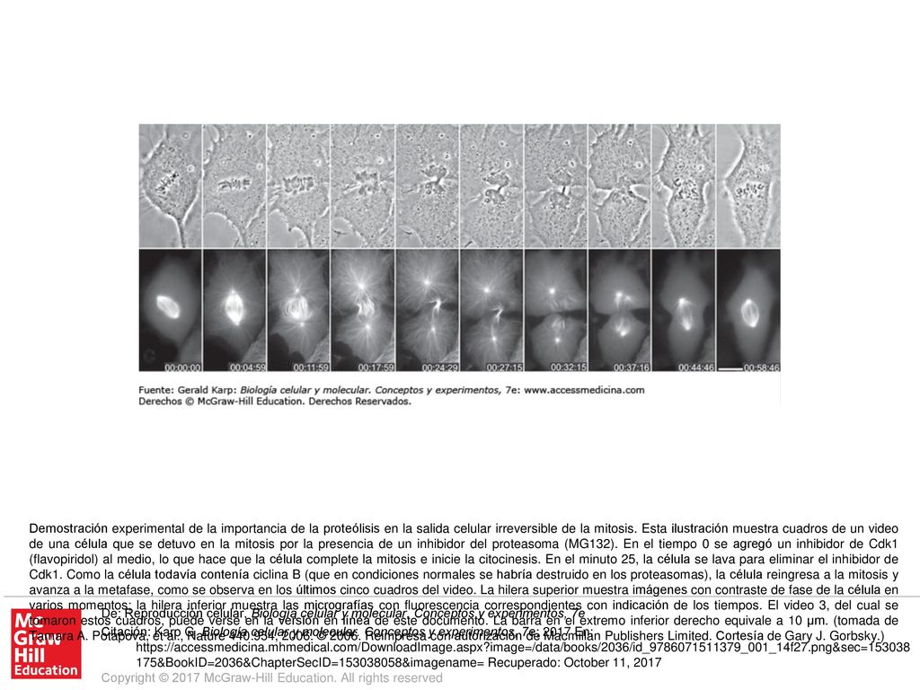 Demostración experimental de la importancia de la proteólisis en la salida celular irreversible de la mitosis. Esta ilustración muestra cuadros de un video de una célula que se detuvo en la mitosis por la presencia de un inhibidor del proteasoma (MG132). En el tiempo 0 se agregó un inhibidor de Cdk1 (flavopiridol) al medio, lo que hace que la célula complete la mitosis e inicie la citocinesis. En el minuto 25, la célula se lava para eliminar el inhibidor de Cdk1. Como la célula todavía contenía ciclina B (que en condiciones normales se habría destruido en los proteasomas), la célula reingresa a la mitosis y avanza a la metafase, como se observa en los últimos cinco cuadros del video. La hilera superior muestra imágenes con contraste de fase de la célula en varios momentos; la hilera inferior muestra las micrografías con fluorescencia correspondientes con indicación de los tiempos. El video 3, del cual se tomaron estos cuadros, puede verse en la versión en línea de este documento. La barra en el extremo inferior derecho equivale a 10 μm. (tomada de Tamara A. Potapova, et al., Nature 440:954, © Reimpresa con autorización de Macmillan Publishers Limited. Cortesía de Gary J. Gorbsky.)