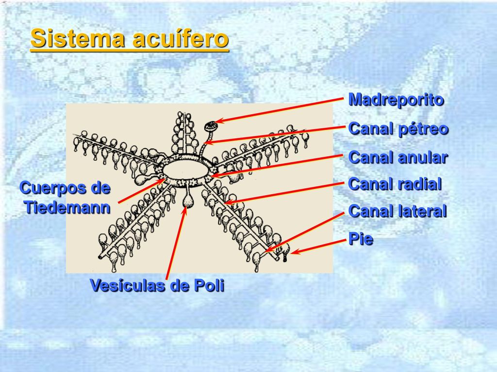 Sistema acuífero Madreporito Canal pétreo Canal anular Canal radial