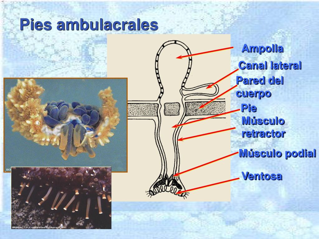 Pies ambulacrales Ampolla Canal lateral Pared del cuerpo Pie Músculo