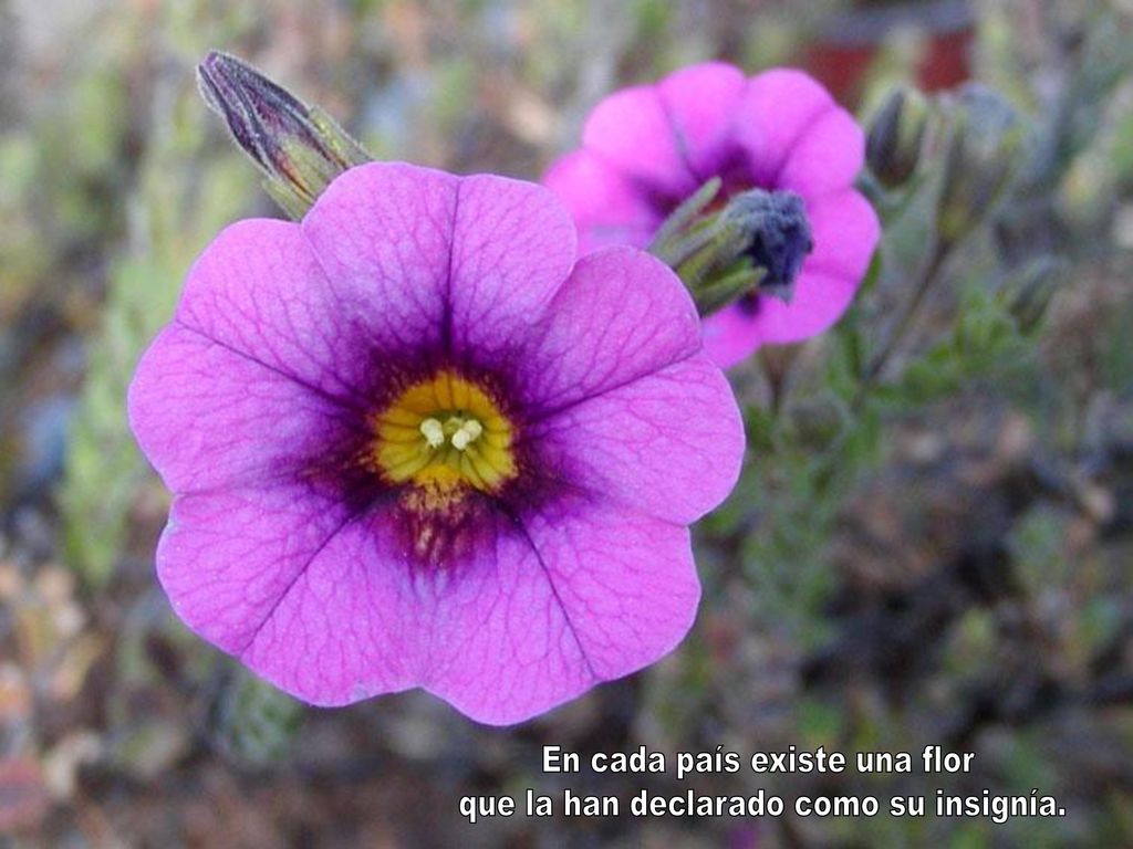 En cada país existe una flor que la han declarado como su insignía.