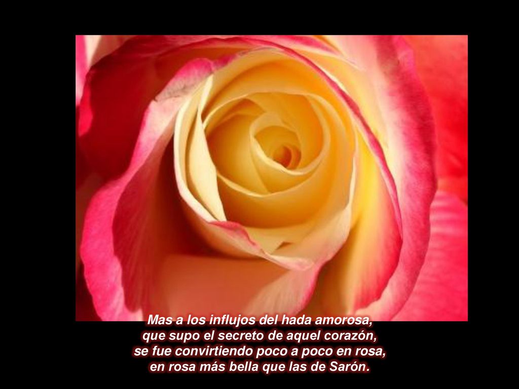 Mas a los influjos del hada amorosa, que supo el secreto de aquel corazón, se fue convirtiendo poco a poco en rosa, en rosa más bella que las de Sarón.