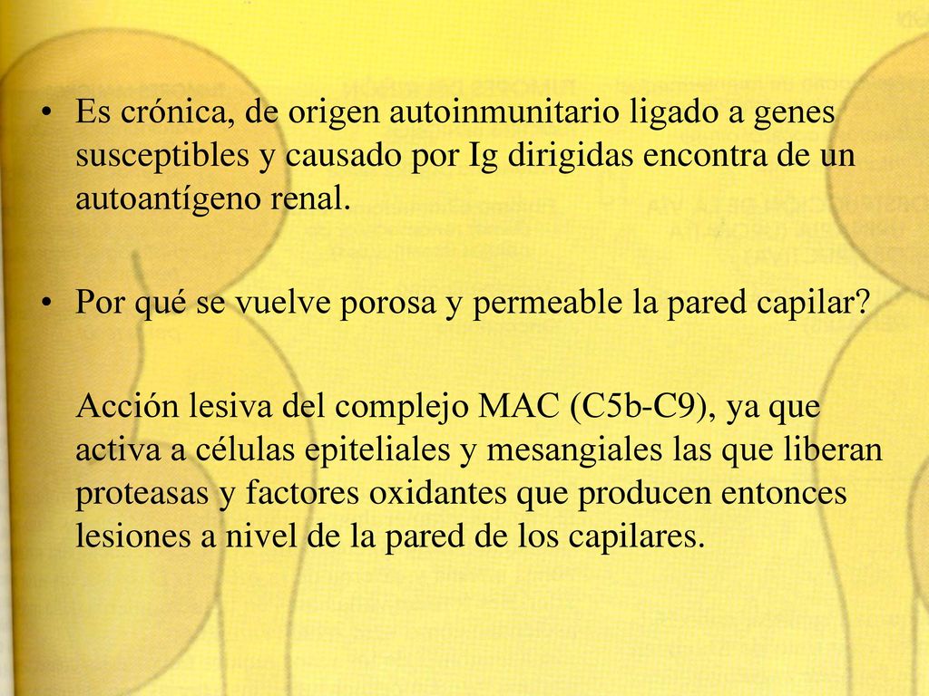 Es crónica, de origen autoinmunitario ligado a genes susceptibles y causado por Ig dirigidas encontra de un autoantígeno renal.