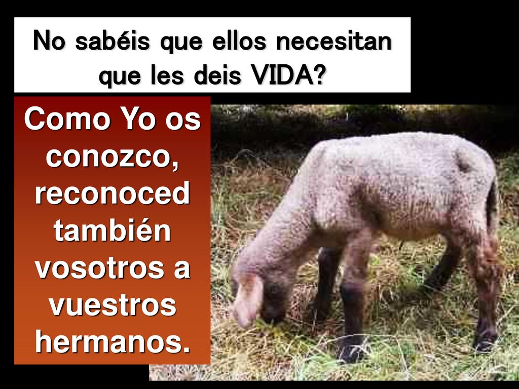 Como Yo os conozco, reconoced también vosotros a vuestros hermanos.