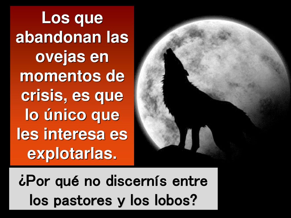 ¿Por qué no discernís entre los pastores y los lobos