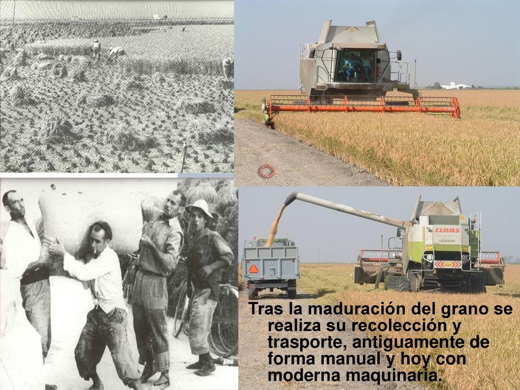Tras la maduración del grano se realiza su recolección y trasporte, antiguamente de forma manual y hoy con moderna maquinaria.