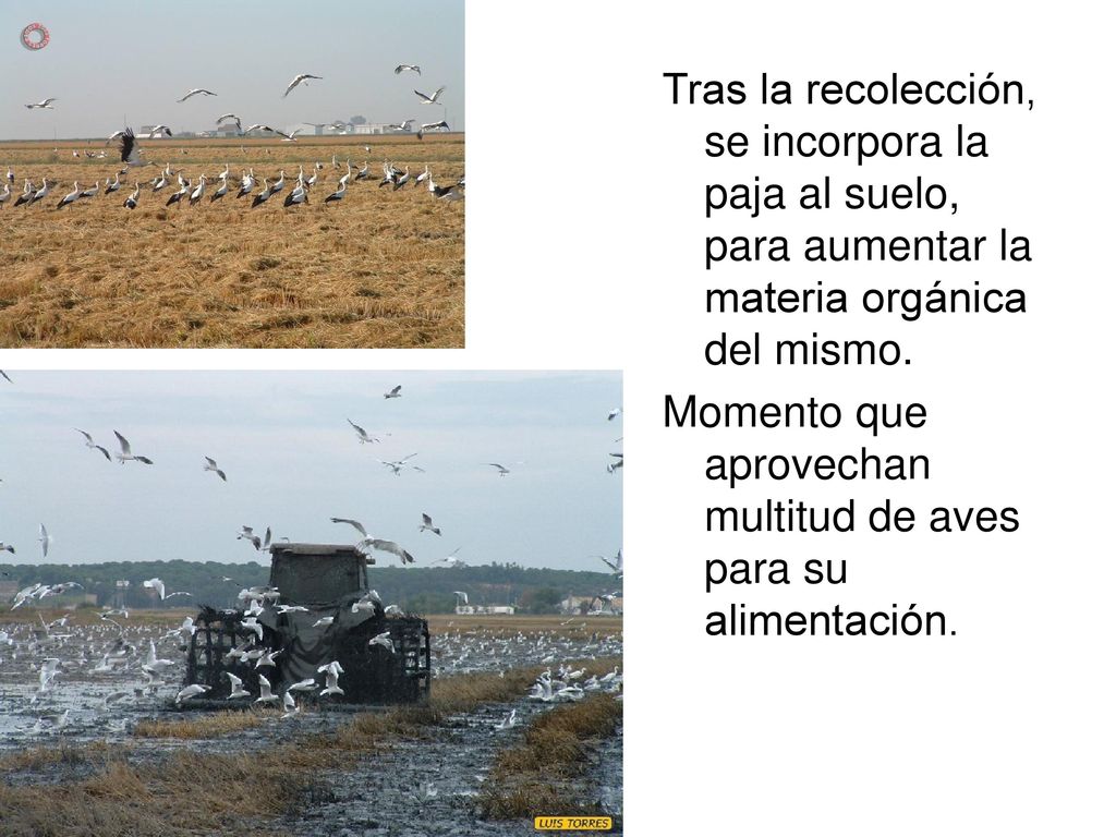 Tras la recolección, se incorpora la paja al suelo, para aumentar la materia orgánica del mismo.