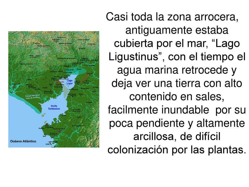 Casi toda la zona arrocera, antiguamente estaba cubierta por el mar, Lago Ligustinus , con el tiempo el agua marina retrocede y deja ver una tierra con alto contenido en sales, facilmente inundable por su poca pendiente y altamente arcillosa, de difícil colonización por las plantas.