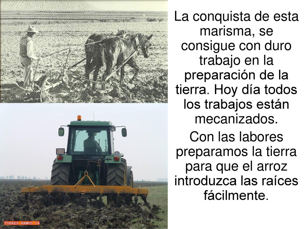 La conquista de esta marisma, se consigue con duro trabajo en la preparación de la tierra. Hoy día todos los trabajos están mecanizados.